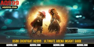 DS88 Cockfight AQ999 - Ultimate Arena Insight Guide