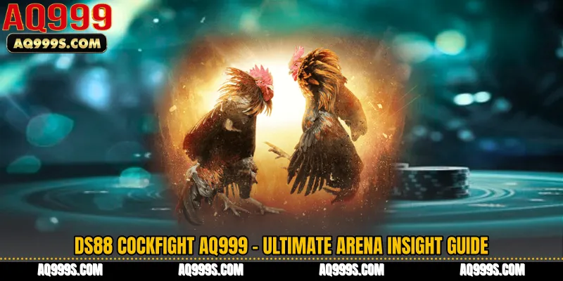 DS88 Cockfight AQ999 - Ultimate Arena Insight Guide